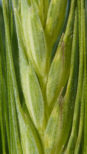 Crops; Publicdomain; Cc0; Freeimage;.jpg