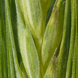 Crops; Publicdomain; Cc0; Freeimage;