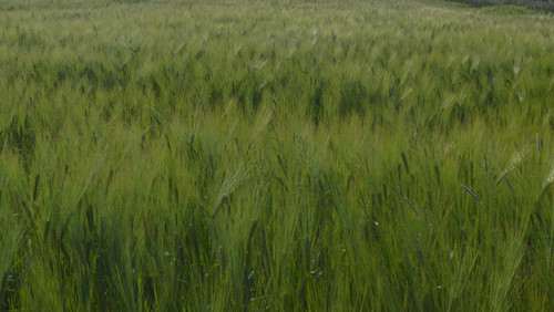 Crops; Publicdomain; Cc0; Freeimage;.jpg