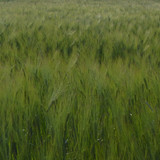 Crops; Publicdomain; Cc0; Freeimage;