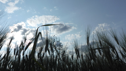 Crops; Publicdomain; Cc0; Freeimage;.jpg