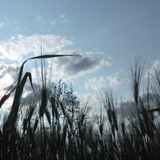 Crops; Publicdomain; Cc0; Freeimage;