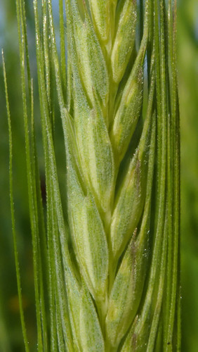 Crops; Publicdomain; Cc0; Freeimage;.jpg