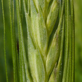 Crops; Publicdomain; Cc0; Freeimage;