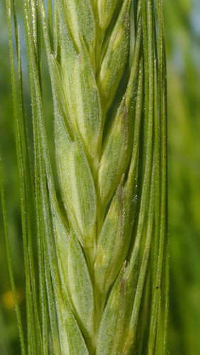 Crops; Publicdomain; Cc0; Freeimage;.jpg