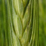 Crops; Publicdomain; Cc0; Freeimage;