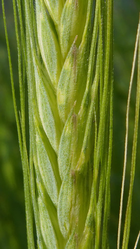 Crops; Publicdomain; Cc0; Freeimage;.jpg