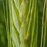 Crops; Publicdomain; Cc0; Freeimage;