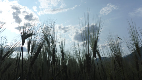 Crops; Publicdomain; Cc0; Freeimage;.jpg