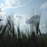 Crops; Publicdomain; Cc0; Freeimage;