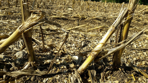 Fields; Publicdomain; Cc0; Freeimage;.jpg