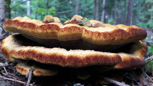 Flora Mushrooms Fungus Publicdomain (11).jpg