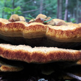 Flora Mushrooms Fungus Publicdomain (11)