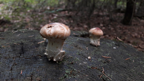 Flora Mushrooms Fungus Publicdomain (12).jpg