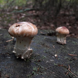 Flora Mushrooms Fungus Publicdomain (12)