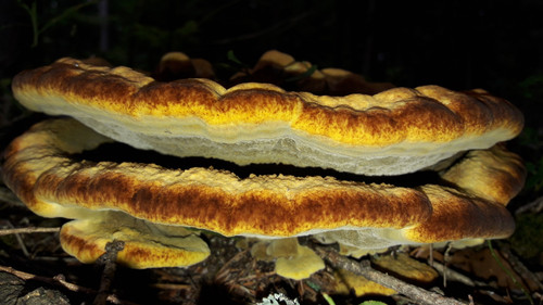 Flora Mushrooms Fungus Publicdomain (10).jpg