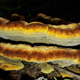 Flora Mushrooms Fungus Publicdomain (10)