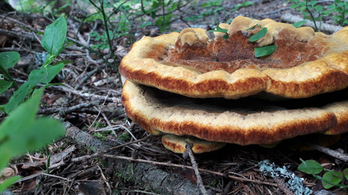 Flora Mushrooms Fungus Publicdomain (8).jpg