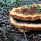 Flora Mushrooms Fungus Publicdomain (8)