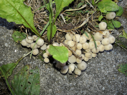 Mushroom Friendly Ground.jpg