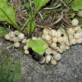 Mushroom Friendly Ground