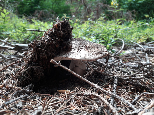 Flora Mushrooms Fungus Publicdomain (13).jpg