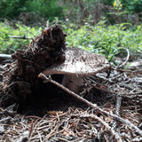 Flora Mushrooms Fungus Publicdomain (13)