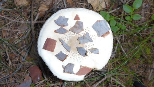 Flora Mushrooms Fungus Publicdomain (14).jpg