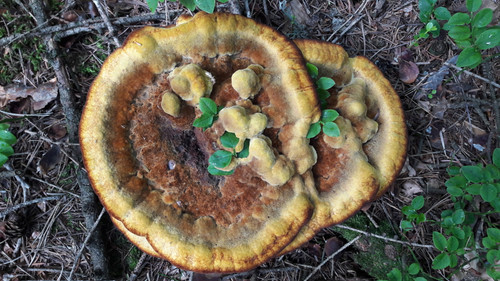 Flora Mushrooms Fungus Publicdomain (6).jpg