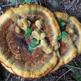 Flora Mushrooms Fungus Publicdomain (6)