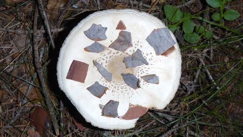 Flora Mushrooms Fungus Publicdomain (15).jpg