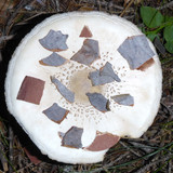 Flora Mushrooms Fungus Publicdomain (15)