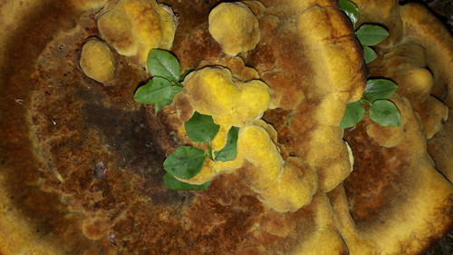 Flora Mushrooms Fungus Publicdomain (7).jpg