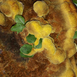 Flora Mushrooms Fungus Publicdomain (7)