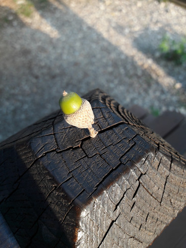 Nut In Light Sun.jpg