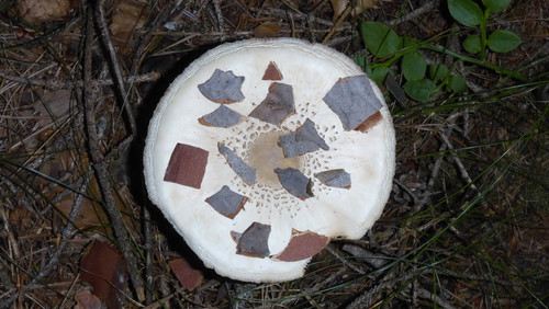 Flora Mushrooms Fungus Publicdomain (16).jpg