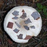 Flora Mushrooms Fungus Publicdomain (16)