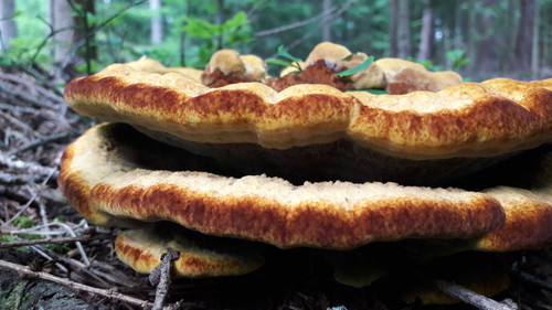 Flora Mushrooms Fungus Publicdomain (9).jpg