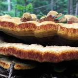 Flora Mushrooms Fungus Publicdomain (9)