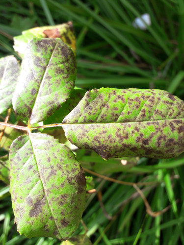 Leafs; Publicdomain; Cc0; Freeimage;.jpg