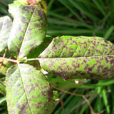 Leafs; Publicdomain; Cc0; Freeimage;