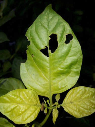 Leafs; Publicdomain; Cc0; Freeimage;.jpg