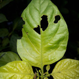 Leafs; Publicdomain; Cc0; Freeimage;