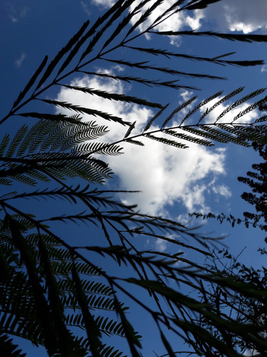 Leafs; Publicdomain; Cc0; Freeimage;.jpg