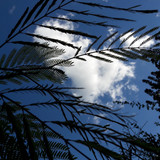 Leafs; Publicdomain; Cc0; Freeimage;