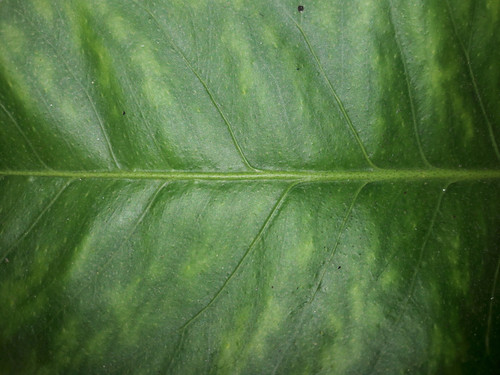 Leafs; Publicdomain; Cc0; Freeimage;.jpg