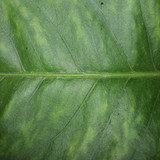 Leafs; Publicdomain; Cc0; Freeimage;