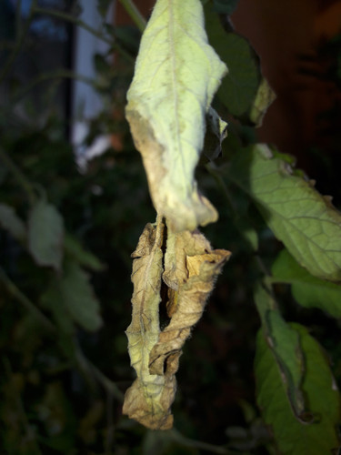 Leafs; Publicdomain; Cc0; Freeimage;.jpg