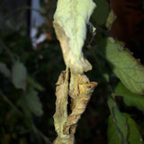 Leafs; Publicdomain; Cc0; Freeimage;