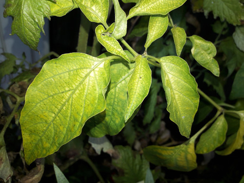 Leafs; Publicdomain; Cc0; Freeimage;.jpg